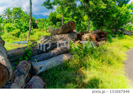 Harvesting wood. Harvesting wood. 131687846