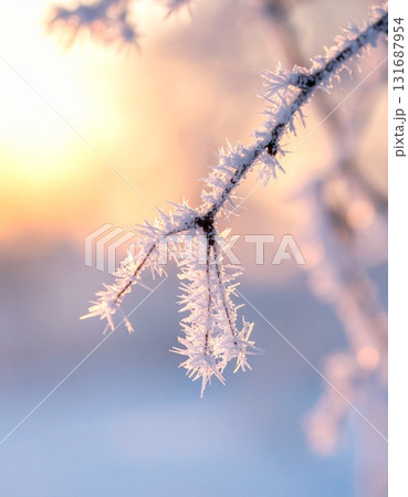 冬の朝、木の枝に付いた霧氷が、朝日を浴びてキラキラと輝いている 冬の朝、木の枝に付いた霧氷が、朝日を浴びてキラキラと輝いている 131687954