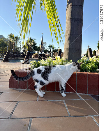 street cat walking. High quality photo 131687973