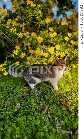 street cat walking. High quality photo street cat walking. High quality photo 131687992