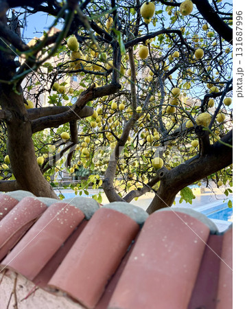 lemons growing under the window. High quality photo lemons growing under the window. High quality photo 131687996