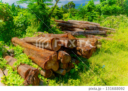 Harvesting wood.  131688092