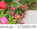 ピンク色のバラが咲きみだれる庭（神奈川県綾瀬市 光綾公園「あやせローズガーデン」）　 131688146