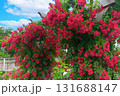 赤いバラが満開のパーゴラ（神奈川県綾瀬市 光綾公園「あやせローズガーデン」） 131688147