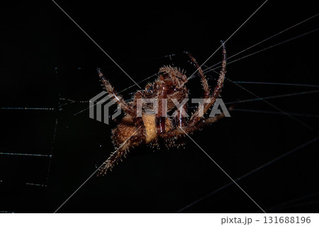 Spider Suspended In Silk Web Spider Suspended In Silk Web 131688196
