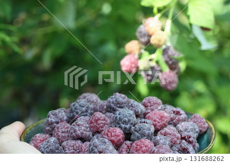 Hand and bowl full of purple raspberries, lat. Rubus hybridus Glen Coe in the garden 131688262