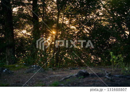 木々の向こうに広がる夕日に照らされた空 131688807