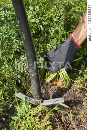 Harvesting fresh carrots from garden soil with gloved hand Close-up Harvesting fresh carrots from garden soil with gloved hand Close-up 131689336