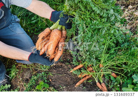 Caucasian male harvesting fresh carrots in garden Caucasian male harvesting fresh carrots in garden 131689337
