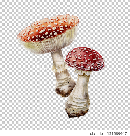 Watercolor illustration of two fly agaric mushrooms Amanita muscaria with spotted caps, painted in a realistic forest style. for botanical designs, autumn decor, packaging, and fairy tale themes. 131689447