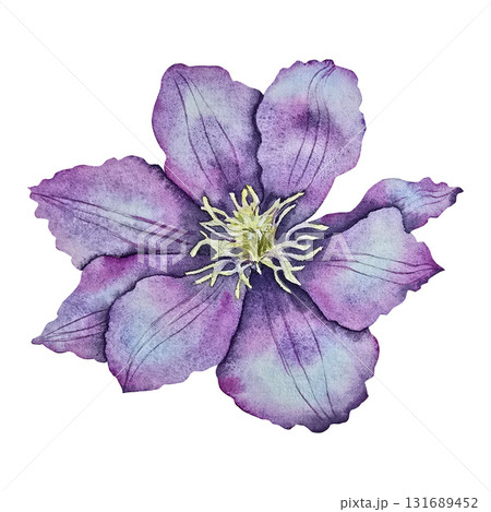 Purple clematis flower with delicate petals, painted in watercolor style with botanical precision. Illustration for packaging, wedding design, fabric prints, invitations, and seasonal decor. 131689452