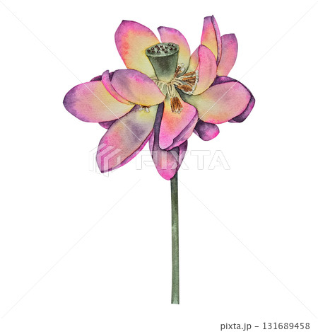 Pink and yellow watercolor illustration lotus flower with a green seed pod, drawn in a delicate botanical style. Suitable for wellness branding yoga products spa packaging, invitations and cosmetics. 131689458