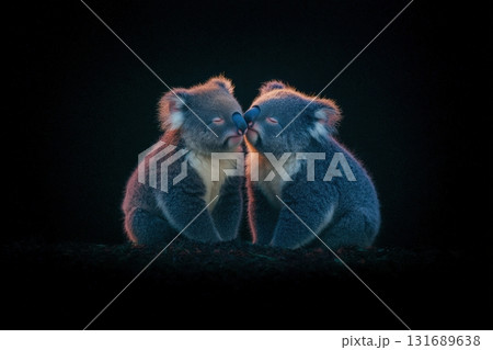Cute koalas nuzzle each other lovingly in a quiet forest setting during twilight hours 131689638