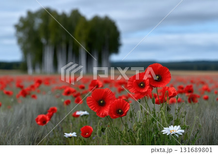Vibrant red poppies bloom in a serene field near birch trees on a cloudy day 131689801