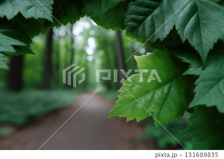 Lush greenery frames a tranquil path in a serene forest setting during daytime hours 131689835