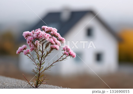 Pink flowers grow near a modern house in a serene countryside setting during autumn 131690055