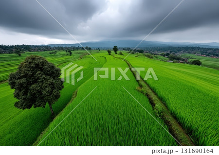 Lush green rice terraces under a cloudy sky in rural landscape 131690164