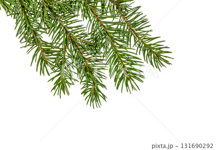 Christmas tree isolated. Green spruce branch 131690292