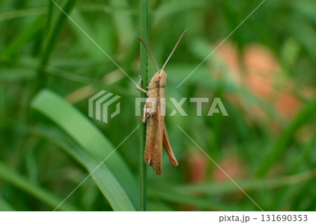 Tiny grasshopper perched on a grass stalk during daytime Tiny grasshopper perched on a grass stalk during daytime 131690353