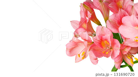 pink alstroemeria flower, Lily of the Incas, in vase on isolated white background 131690720