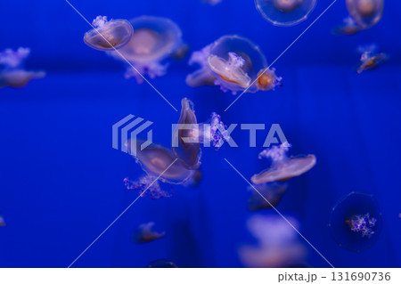 underwater photos of Mediterranean jellyfish, Cotylorhiza tuberculata 131690736