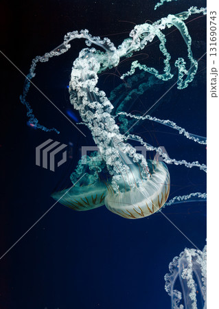 underwater photos of jellyfish chrysaora plocamia south america sea nettle underwater photos of jellyfish chrysaora plocamia south america sea nettle 131690743