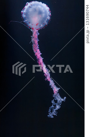 underwater photos of purple striped jelly chrysaora colorata underwater photos of purple striped jelly chrysaora colorata 131690744