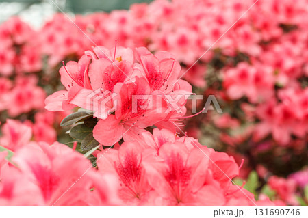Beautiful blooming pink Azalea bushes Beautiful blooming pink Azalea bushes 131690746