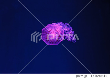 underwater shooting of beautiful Chrysaora hysoscella 131690810