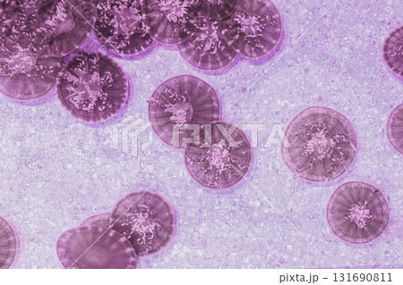 underwater photography jellyfish Cassiopea andromeda, upside down jellyfish underwater photography jellyfish Cassiopea andromeda, upside down jellyfish 131690811