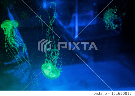 underwater photography jellyfish Chrysaora chinensis, Malaysian sea nettle jellyfish 131690813