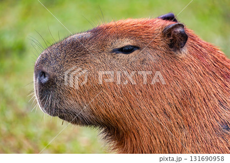 Capybara (Hydrochoerus hydrochaeris) in Barigui Park, Curitiba municipal park, Parana. Brazil. Brazilian wildlife. Capybara (Hydrochoerus hydrochaeris) in Barigui Park, Curitiba municipal park, Parana. Brazil. Brazilian wildlife. 131690958
