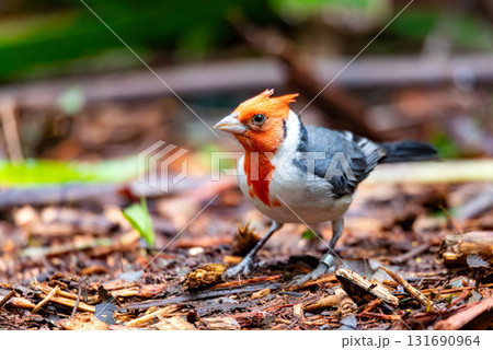 Red-crested cardinal (Paroaria coronata), Parque Das Aves, Foz do Iguacu, Parana, Brazil. Brazilian wildlife and birdwatching. 131690964