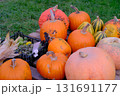 pumpkins on the straw 131691177