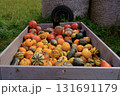 harvest of pumpkins 131691179