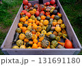 harvest of pumpkins 131691180