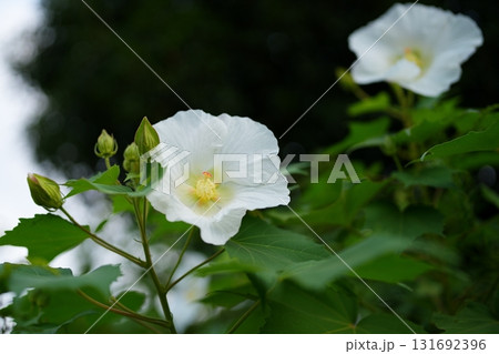 フヨウの花 131692396