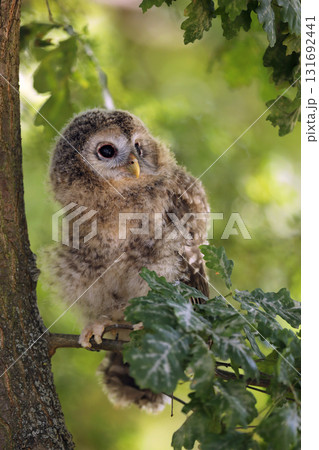 Young tawny owl - Strix aluco sin on the branch in leaves of a tree Young tawny owl - Strix aluco sin on the branch in leaves of a tree 131692441
