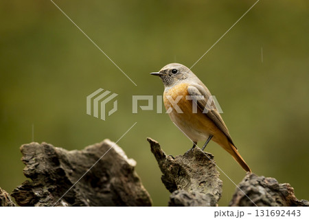 Common redstart perched on branch of tree branch (Phoenicurus phoenicurus). Beautiful bird perched on branch of tree in the forest. Wildlife in nature. Czech republic Common redstart perched on branch of tree branch (Phoenicurus phoenicurus). Beautiful bird perched on branch of tree in the forest. Wildlife in nature. Czech republic 131692443