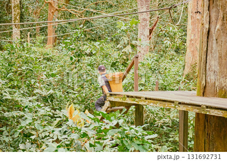 Orangutan spotted in the rainforest of Borneo Island of Malaysia. Orangutan spotted in the rainforest of Borneo Island of Malaysia. 131692731