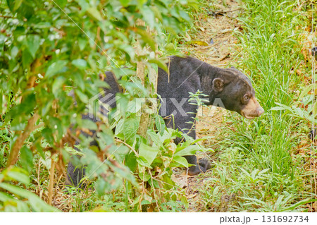 Sun Bear at Bornean Sun Bear Conservation Centre in Sandakan Borneo 131692734