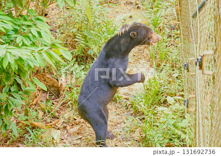 Sun Bear at Bornean Sun Bear Conservation Centre in Sandakan Borneo Sun Bear at Bornean Sun Bear Conservation Centre in Sandakan Borneo 131692736