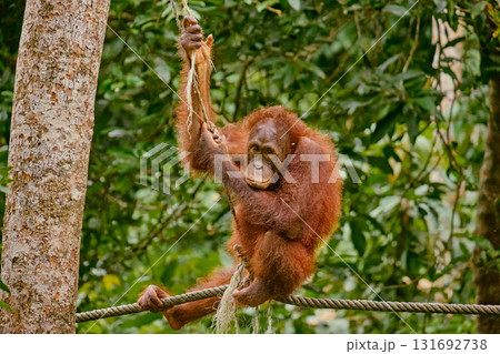 Orangutan spotted in the rainforest of Borneo Island of Malaysia. 131692738
