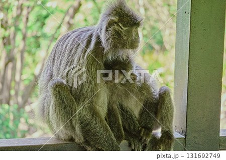 Trachypithecus cristatus in the jungles of Borneo island Malaysia 131692749