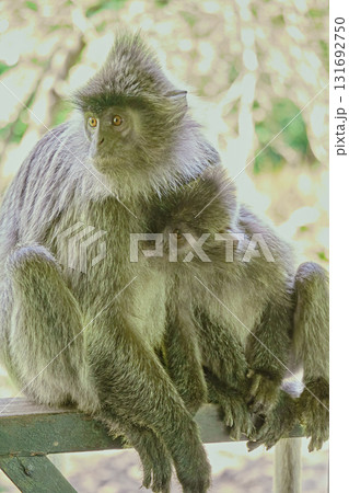 Trachypithecus cristatus in the jungles of Borneo island Malaysia 131692750