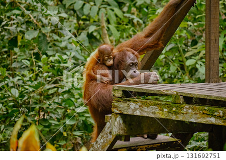 Orangutan spotted in the rainforest of Borneo Island of Malaysia. 131692751