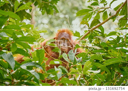 Orangutan spotted in the rainforest of Borneo Island of Malaysia. Orangutan spotted in the rainforest of Borneo Island of Malaysia. 131692754