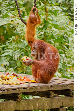 Orangutan spotted in the rainforest of Borneo Island of Malaysia. 131692756