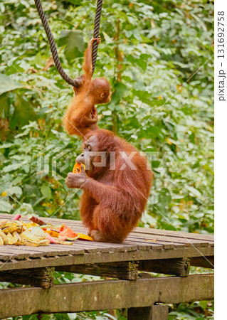 Orangutan spotted in the rainforest of Borneo Island of Malaysia. 131692758