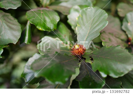 カシワのドングリ カシワのドングリ 131692782